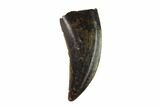 Beautiful, Theropod (Raptor) Tooth - Judith River Formation #133479-1